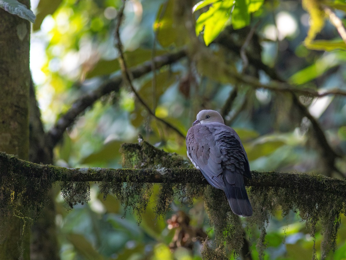 Mountain Imperial-Pigeon - ML620038701