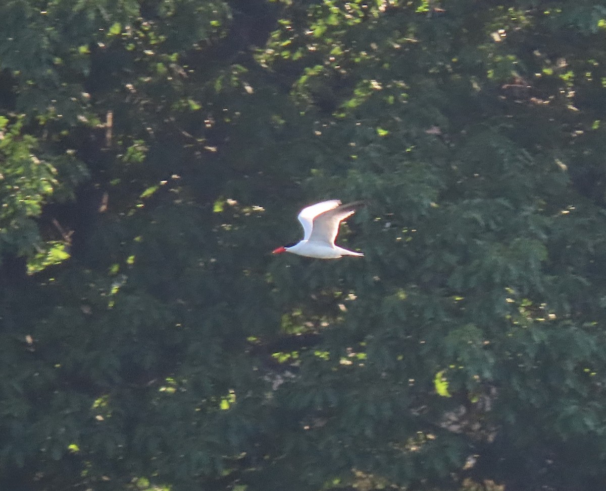 Caspian Tern - Aaron Flynn