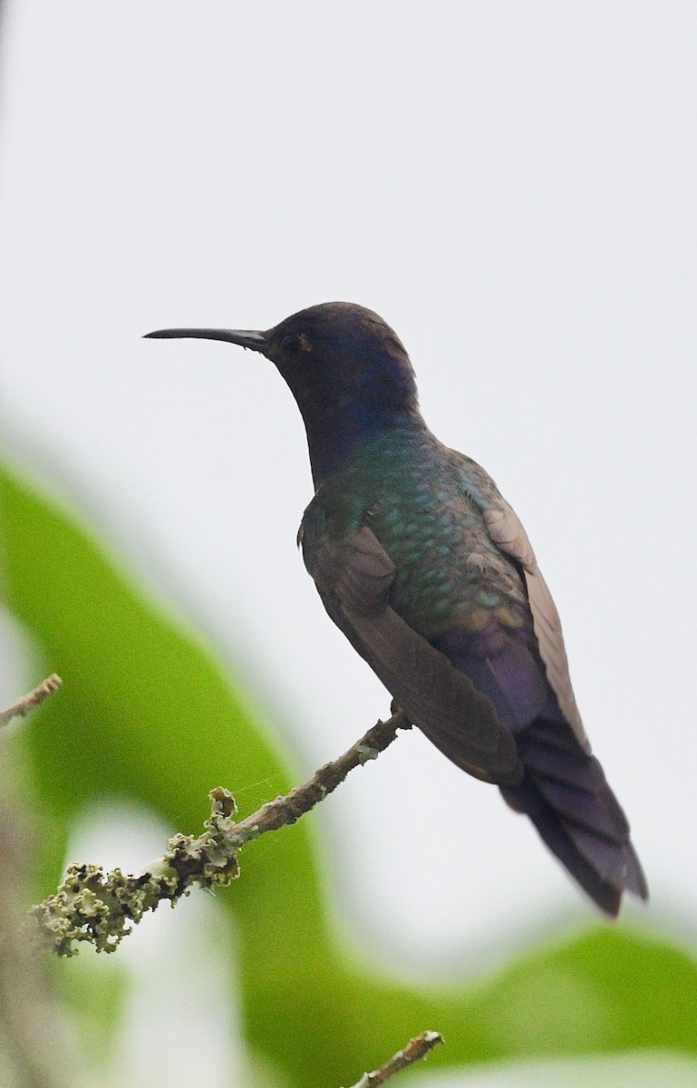 Swallow-tailed Hummingbird - ML620038706