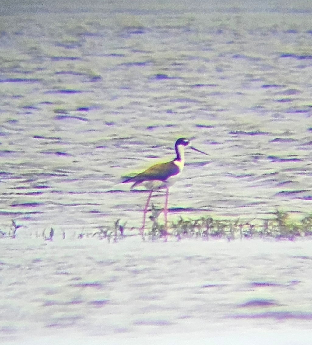 Black-necked Stilt - ML620038717