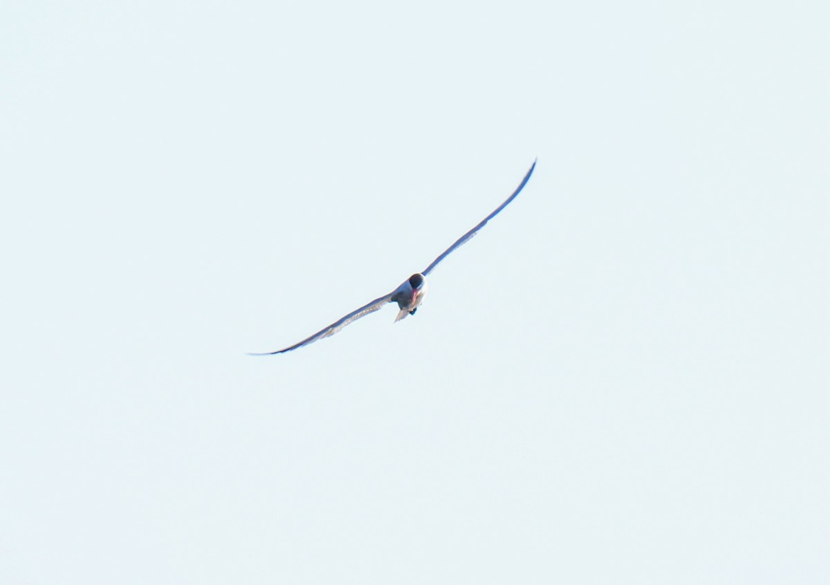 Caspian Tern - ML620038721