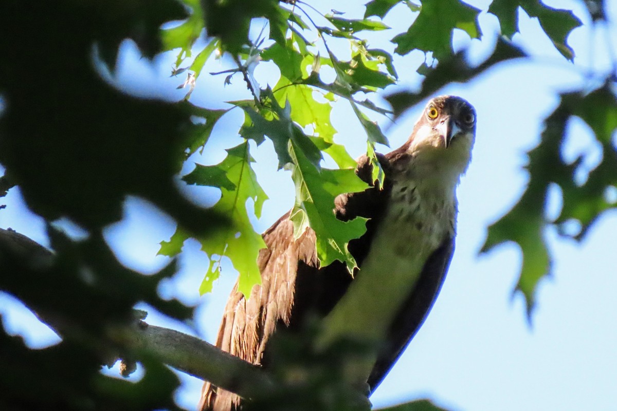 Osprey - ML620038724