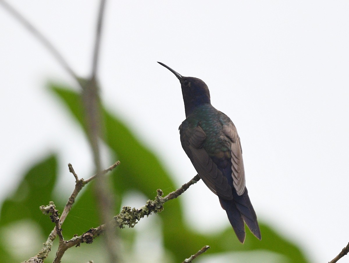 Swallow-tailed Hummingbird - ML620038730