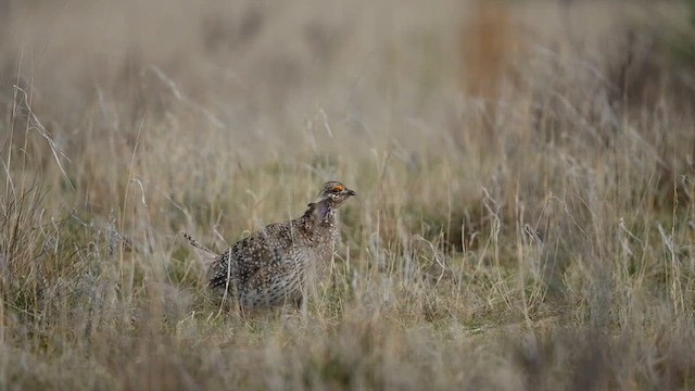 Sharp-tailed Grouse - ML620038731