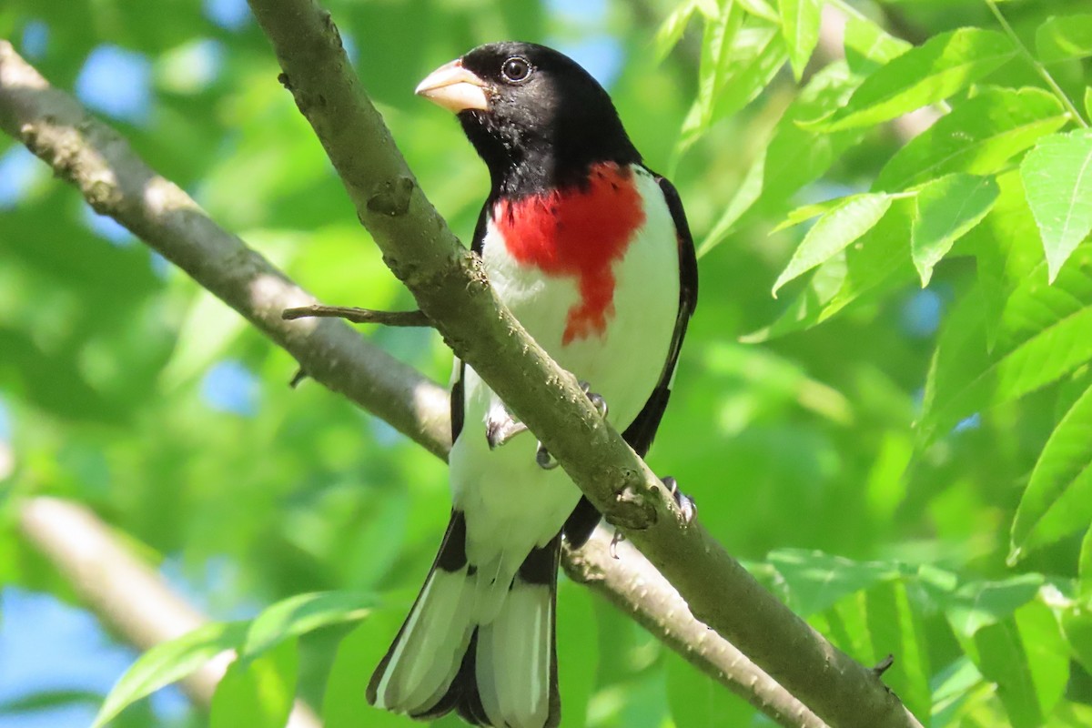 Rose-breasted Grosbeak - ML620038738