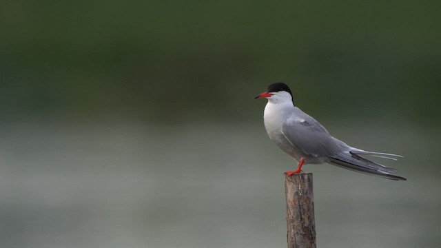 Common Tern - ML620038739