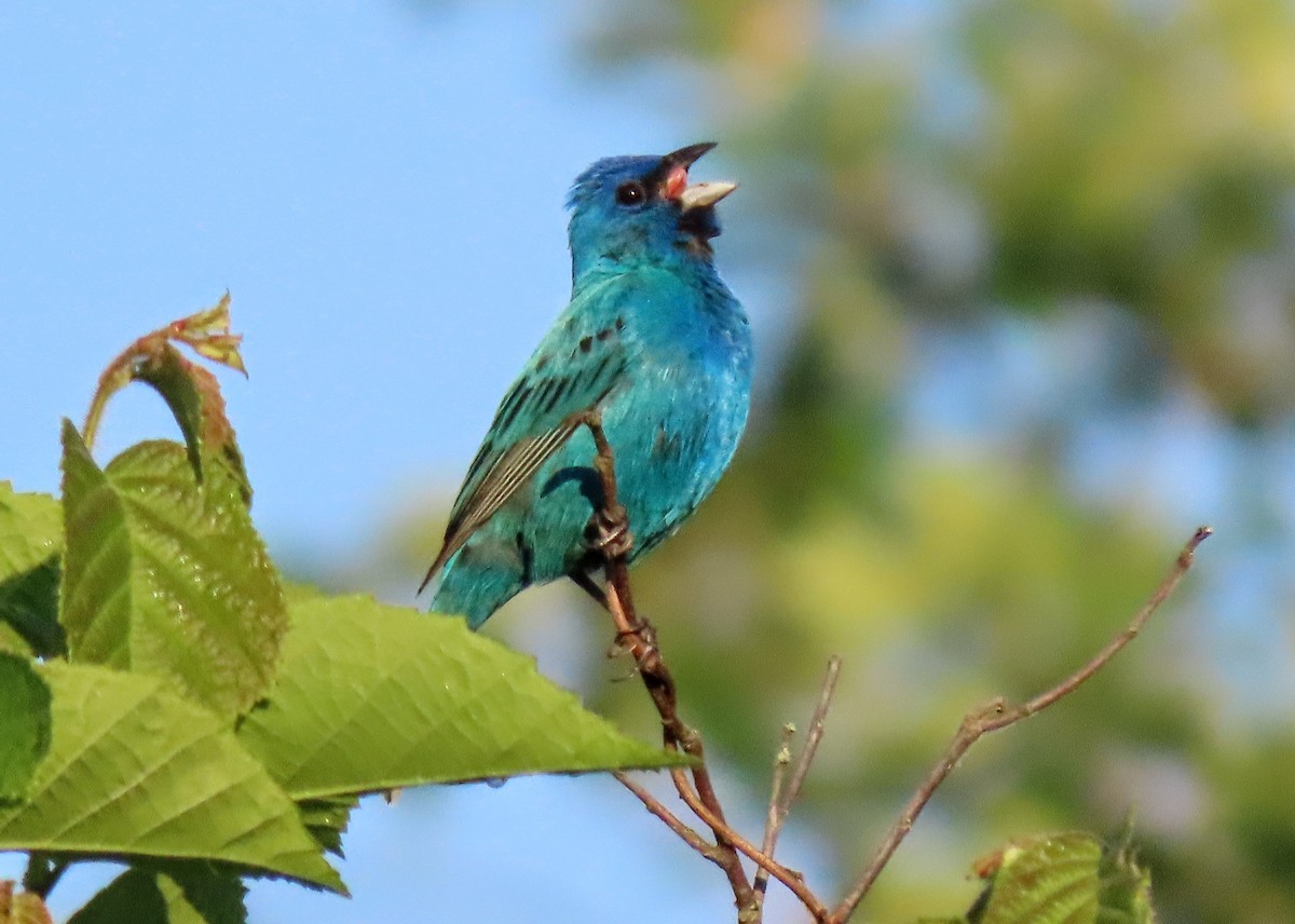 Indigo Bunting - ML620038747