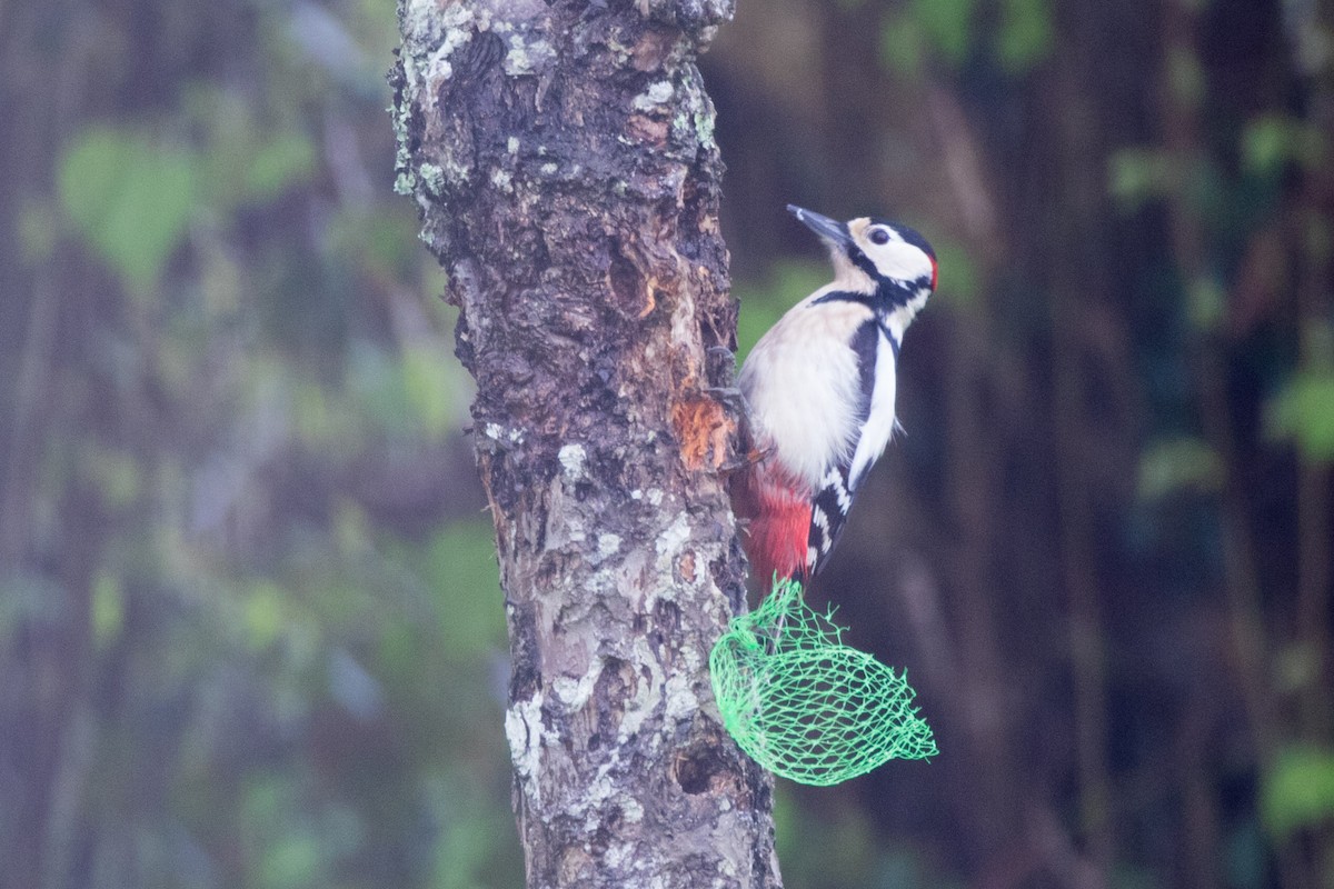 Great Spotted Woodpecker - ML620038762