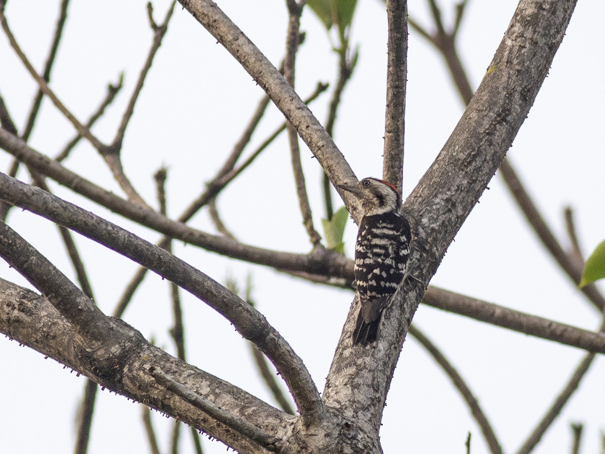 Gray-capped Pygmy Woodpecker - ML620038763