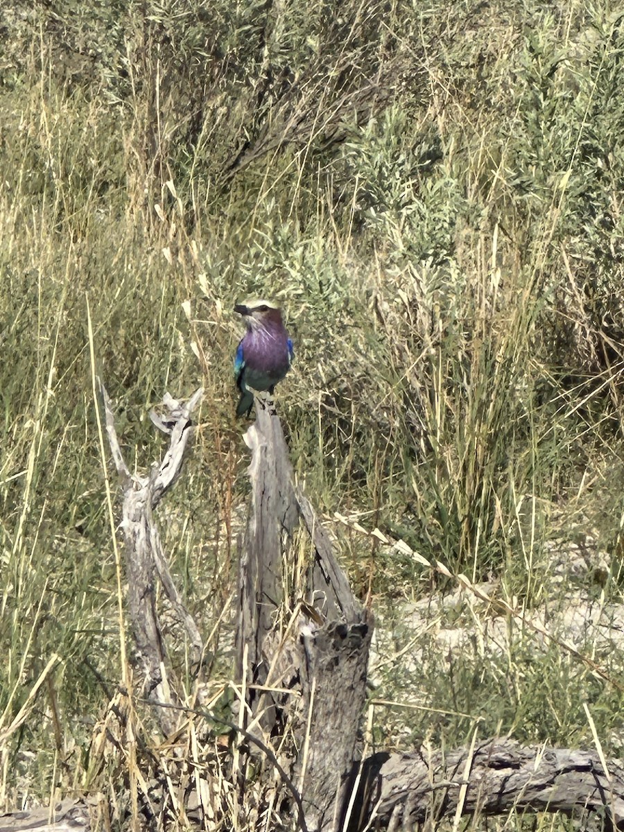 Lilac-breasted Roller - ML620038764