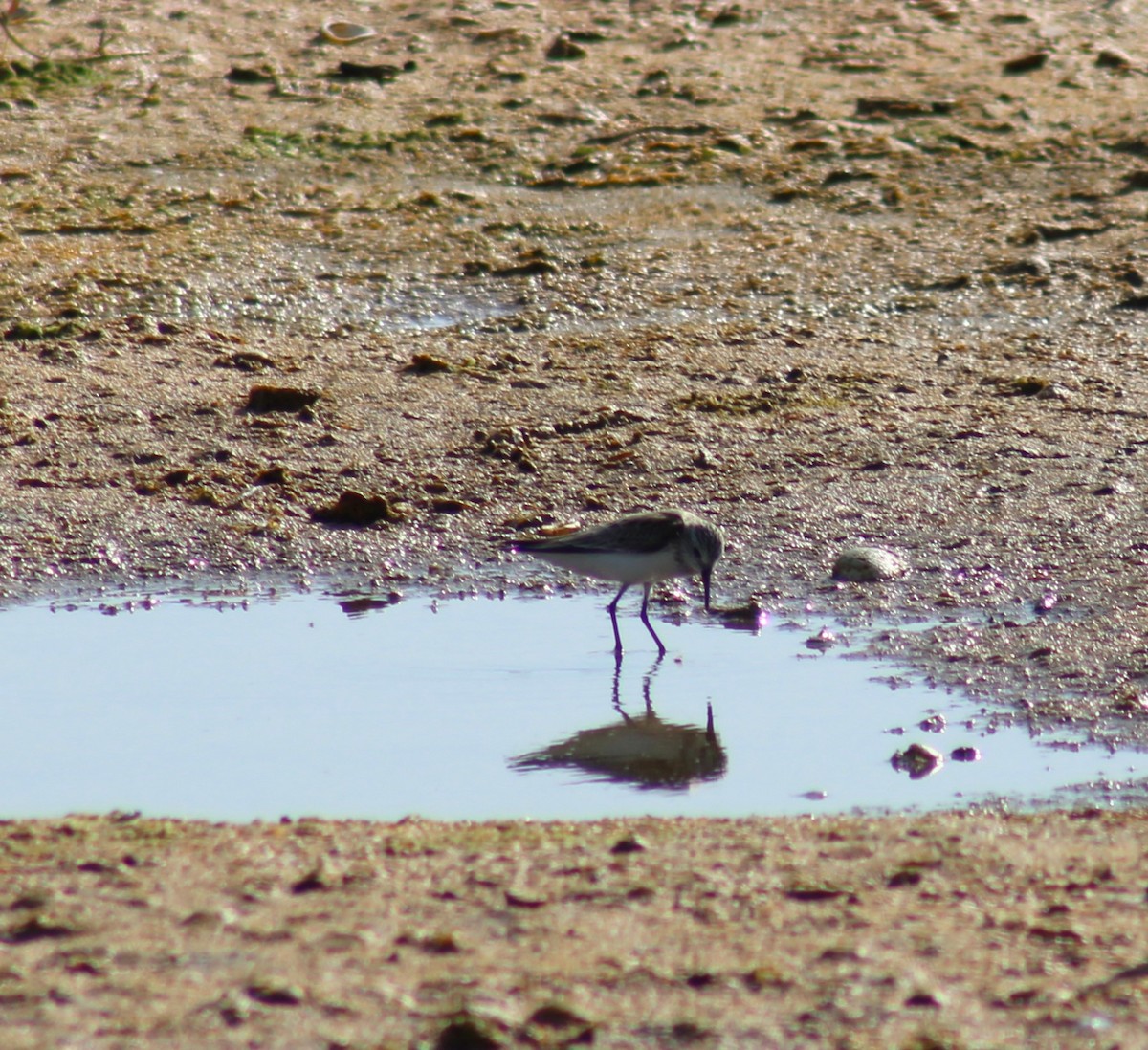 Semipalmated Sandpiper - ML620038766