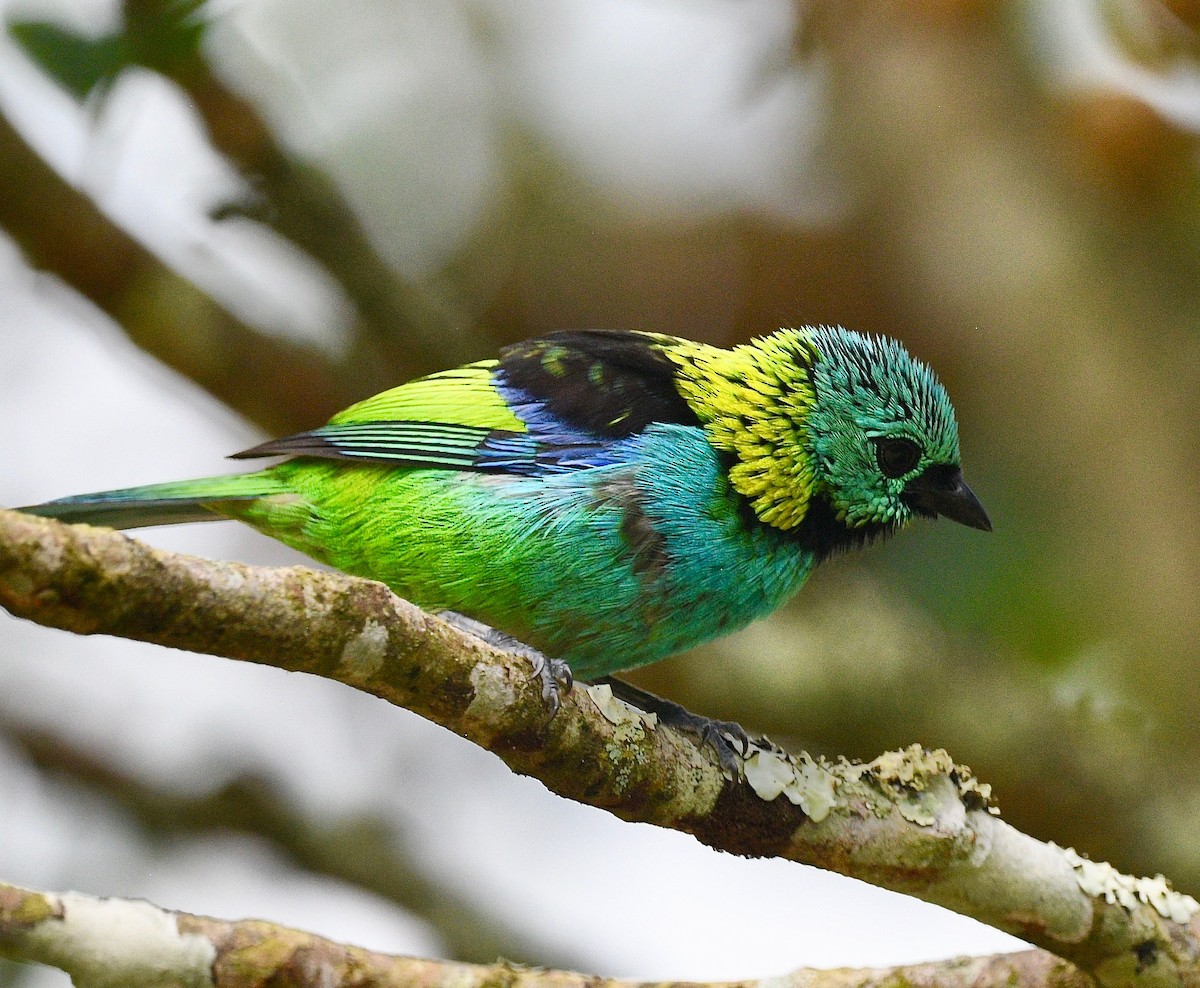 Green-headed Tanager - ML620038777