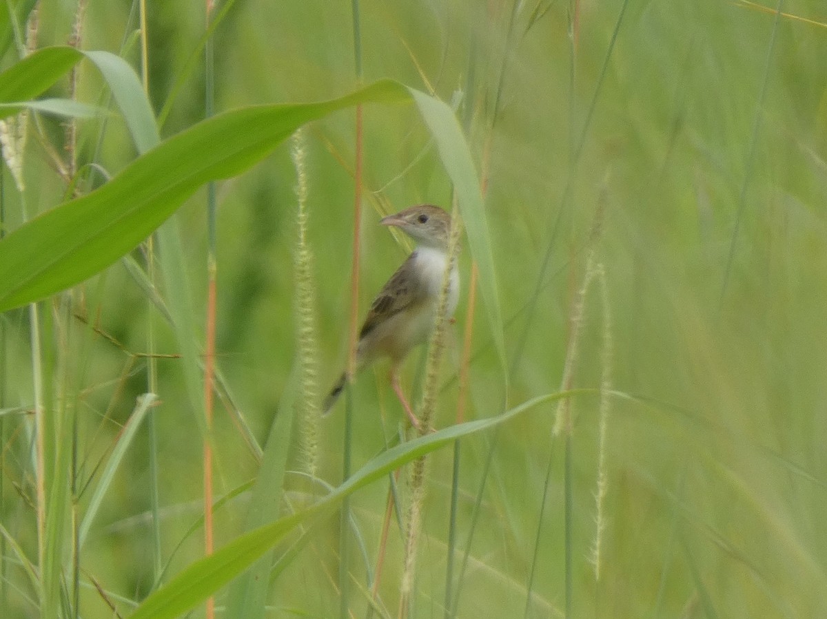 Cisticola, unbestimmt - ML620038784