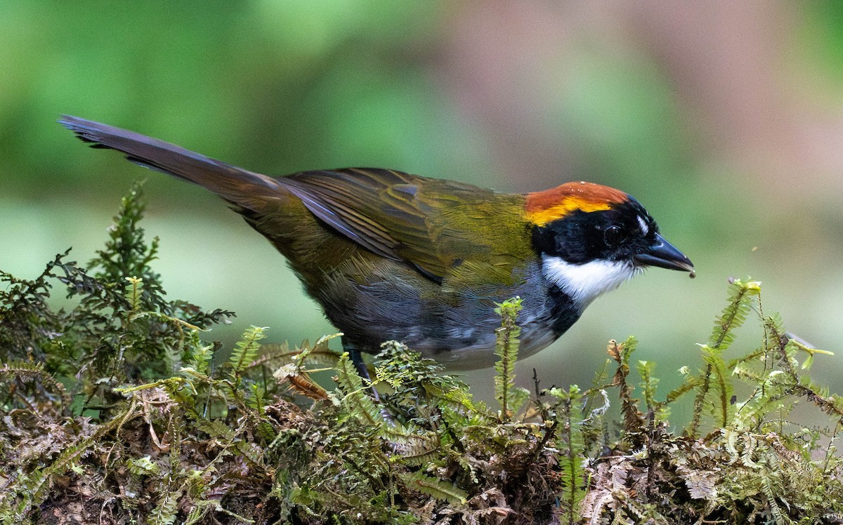 Chestnut-capped Brushfinch - ML620038785