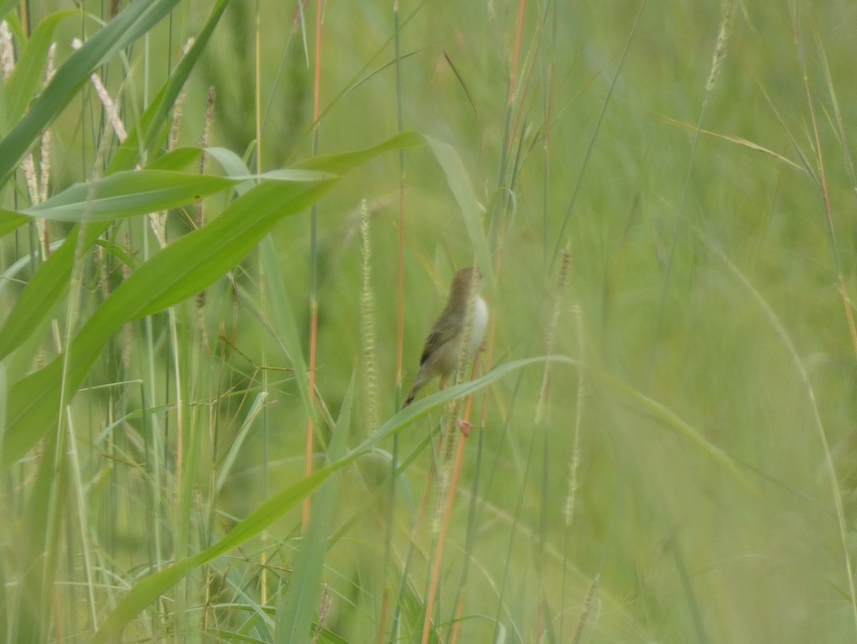 cisticola sp. - ML620038794