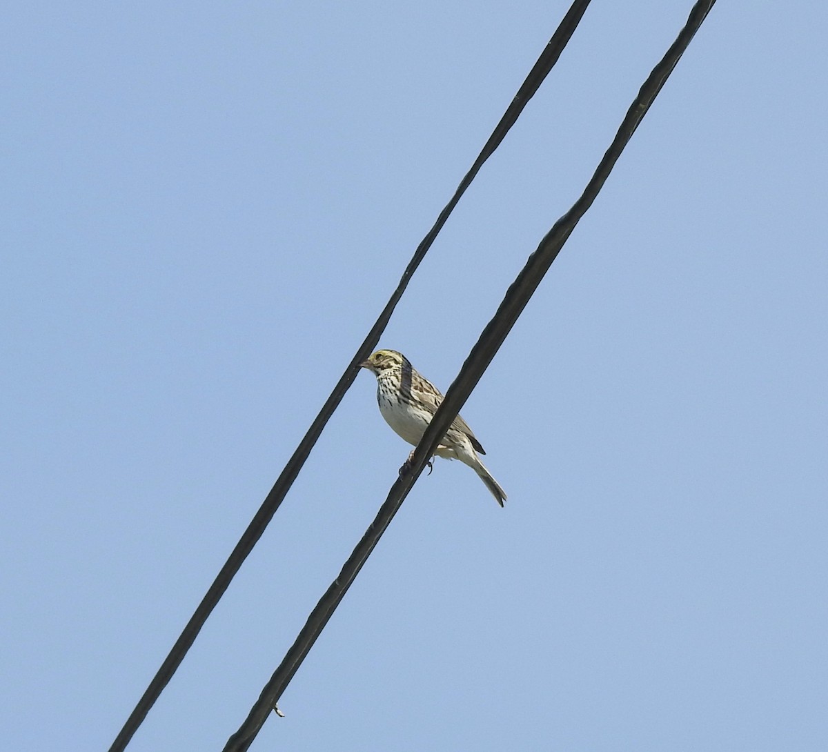 Savannah Sparrow - ML620038795