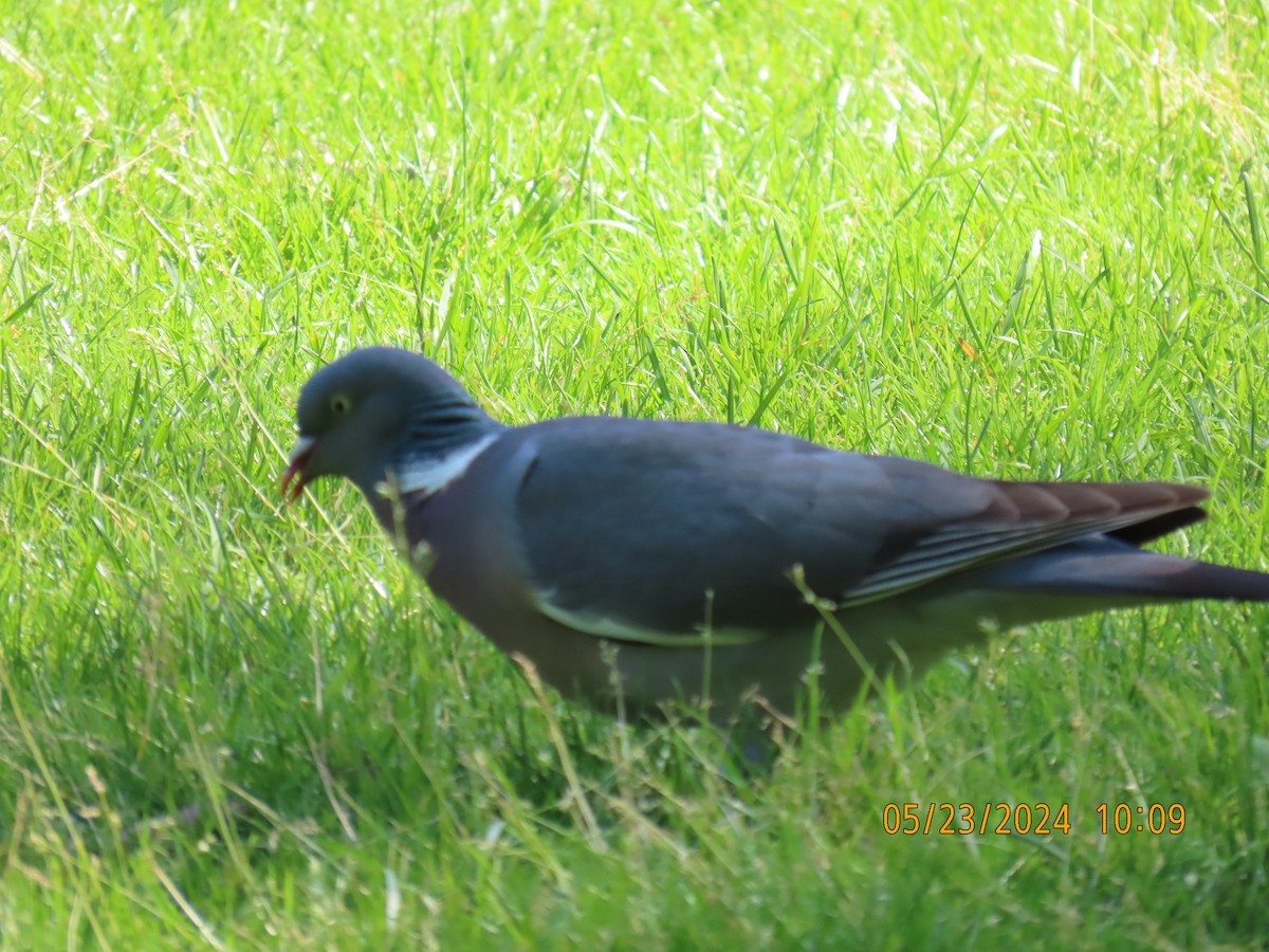 Common Wood-Pigeon - ML620038805