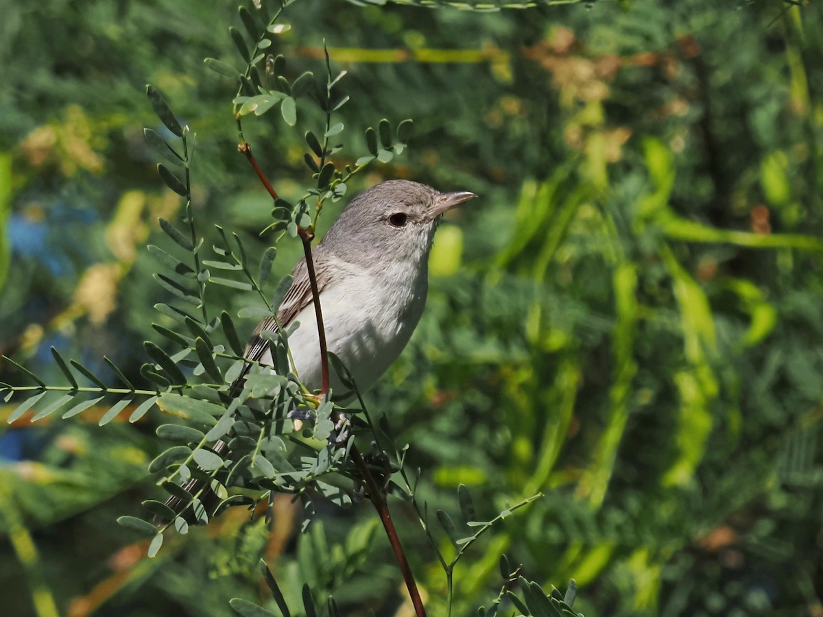 Bell's Vireo - ML620038825