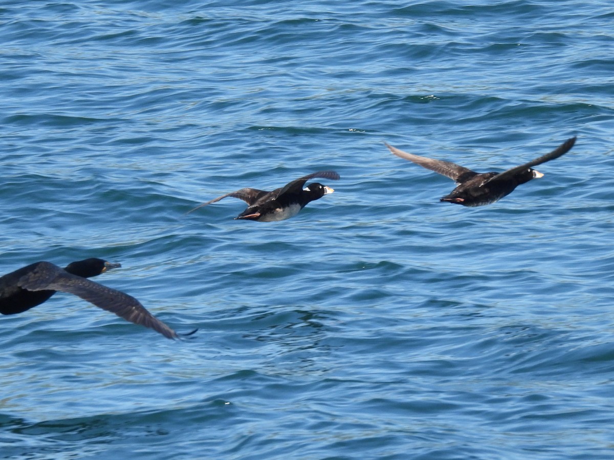 Surf Scoter - ML620038832