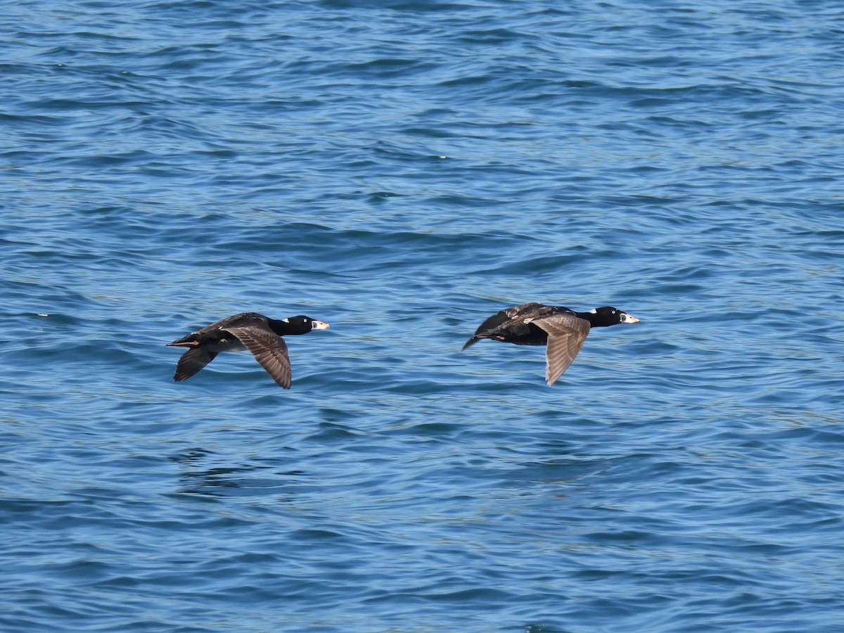 Surf Scoter - ML620038833