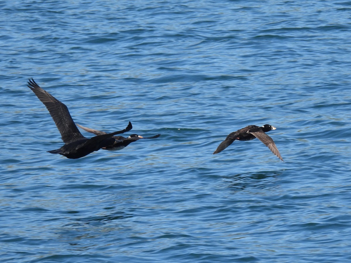 Surf Scoter - ML620038834