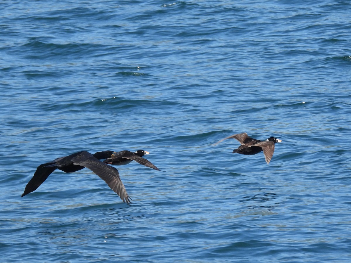 Surf Scoter - ML620038835