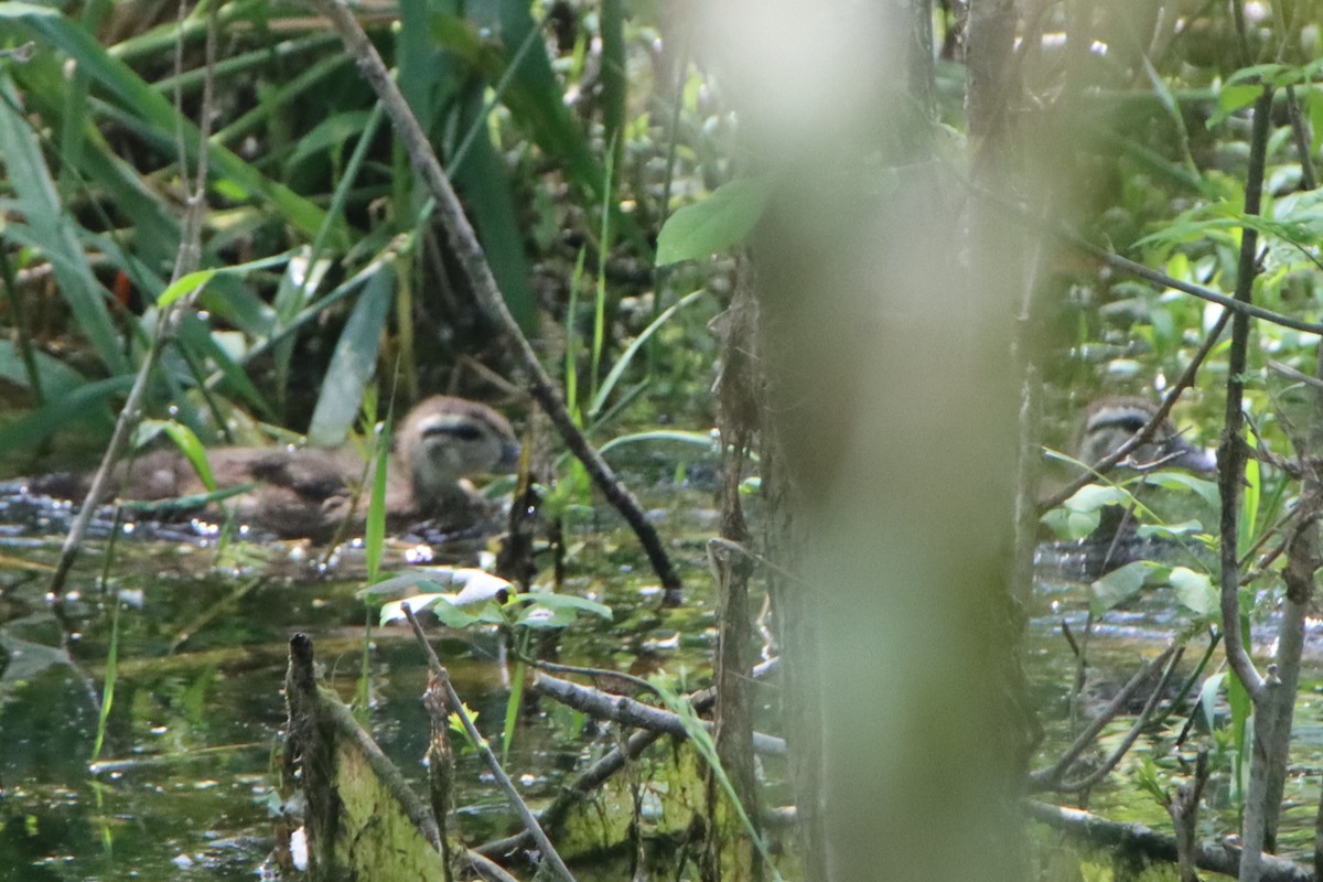 Wood Duck - ML620038847