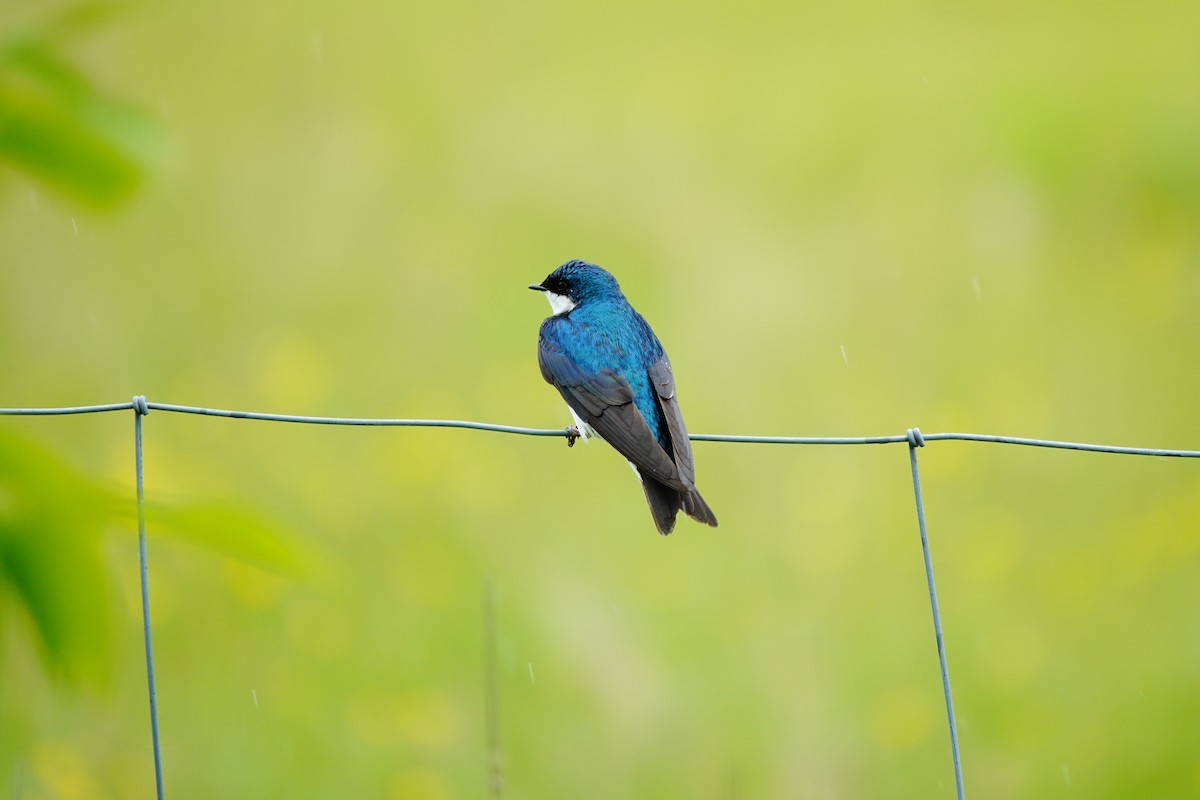 Tree Swallow - ML620038850