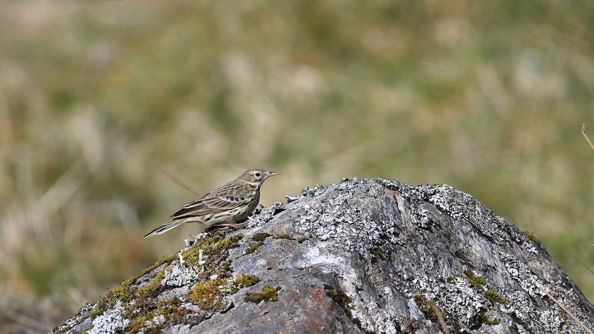 Meadow Pipit - ML620038858