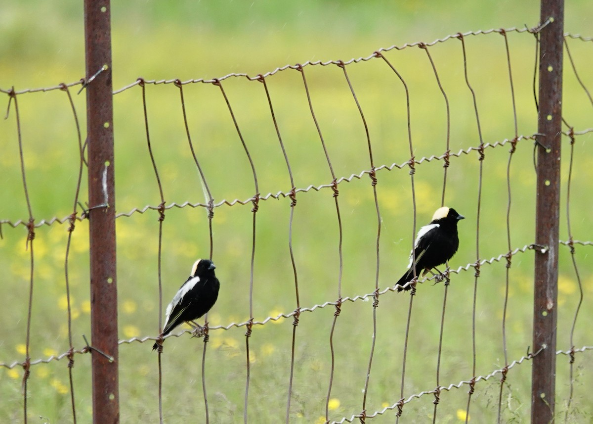 Bobolink - ML620038867