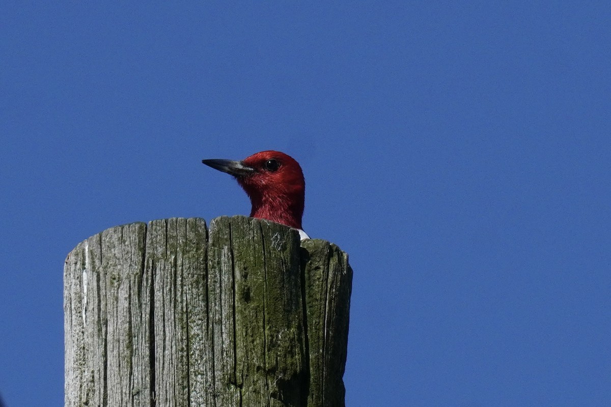 Red-headed Woodpecker - ML620038873