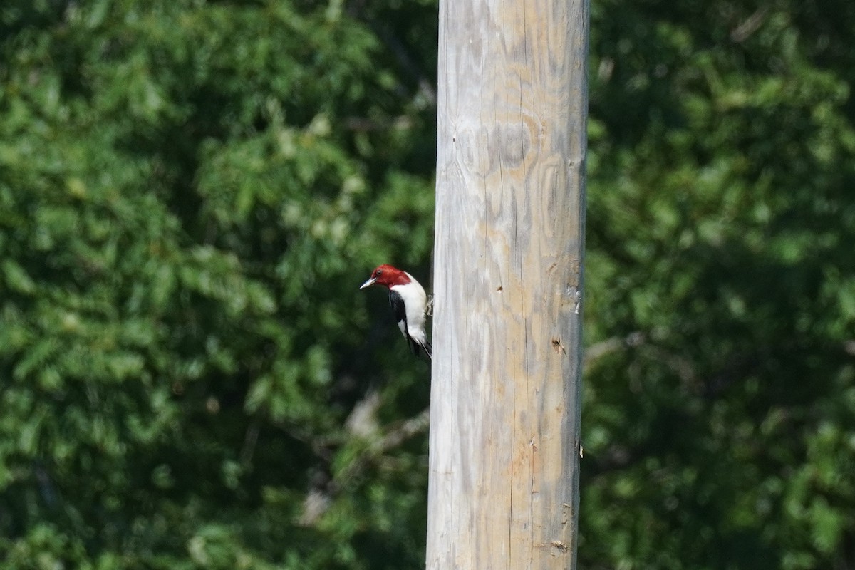 Red-headed Woodpecker - ML620038874