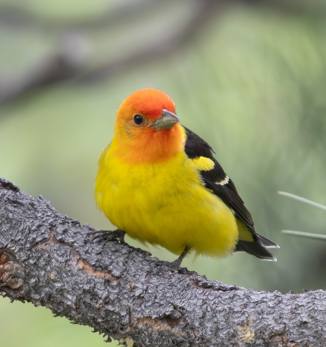 Western Tanager - ML620038914
