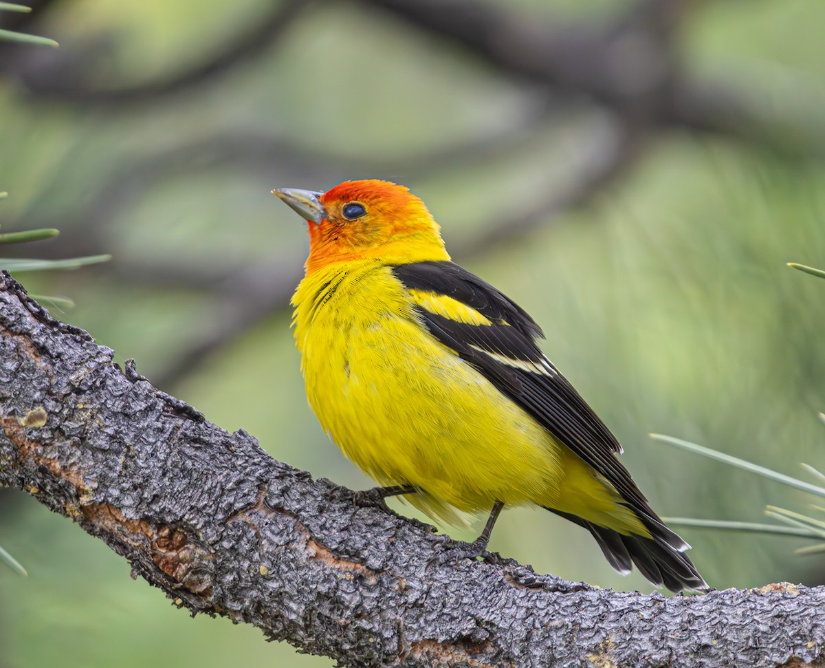 Western Tanager - ML620038915