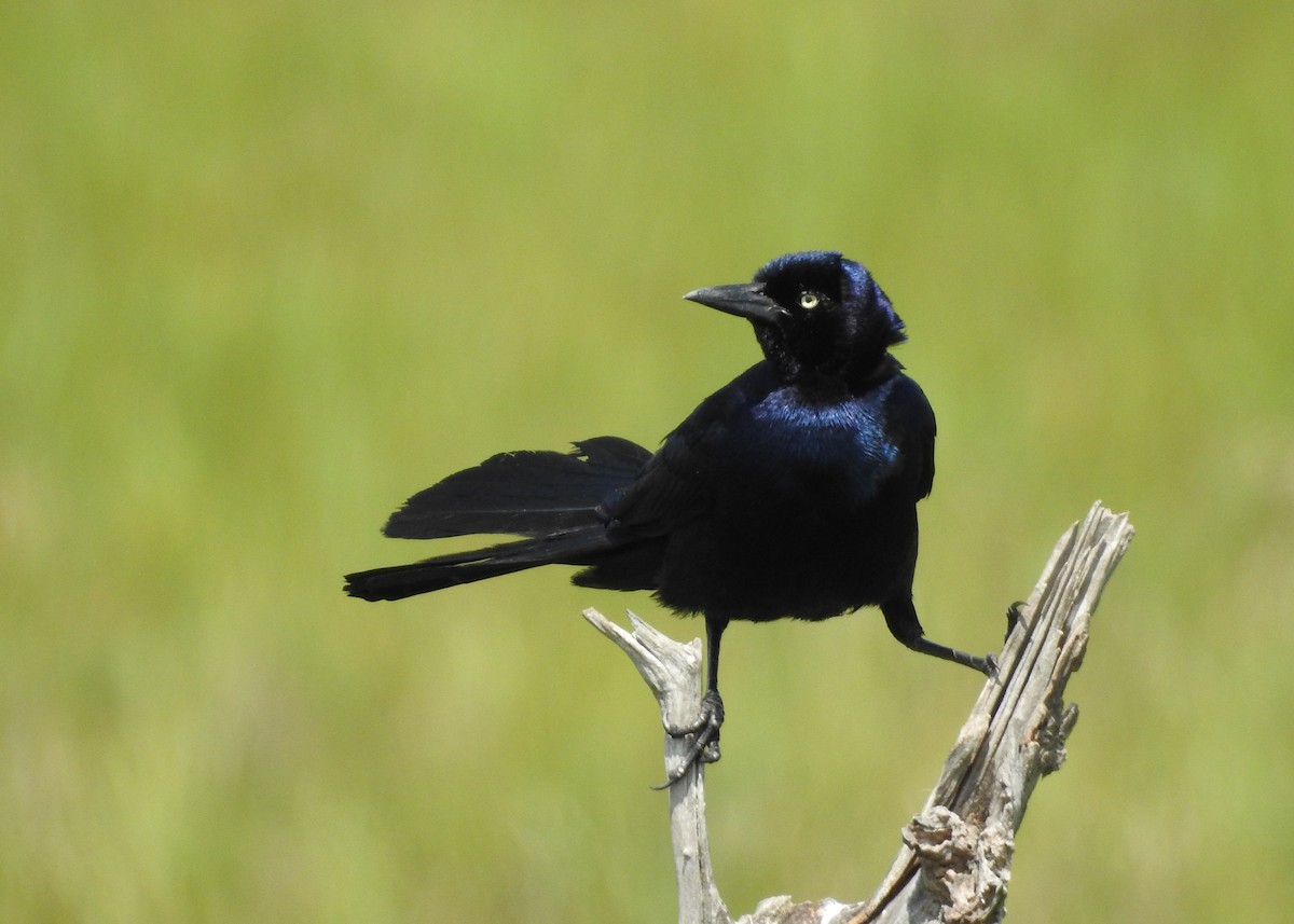 Boat-tailed Grackle - ML620038926