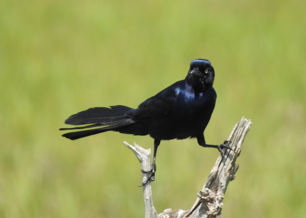 Boat-tailed Grackle - ML620038927