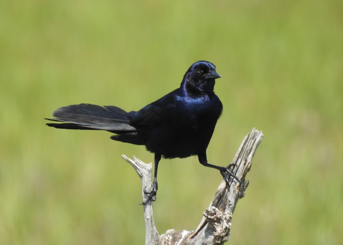 Boat-tailed Grackle - ML620038928