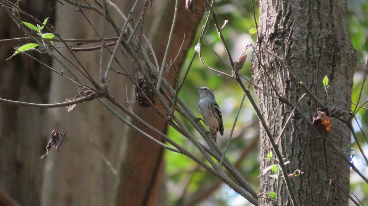 Black-and-white Warbler - ML620038931