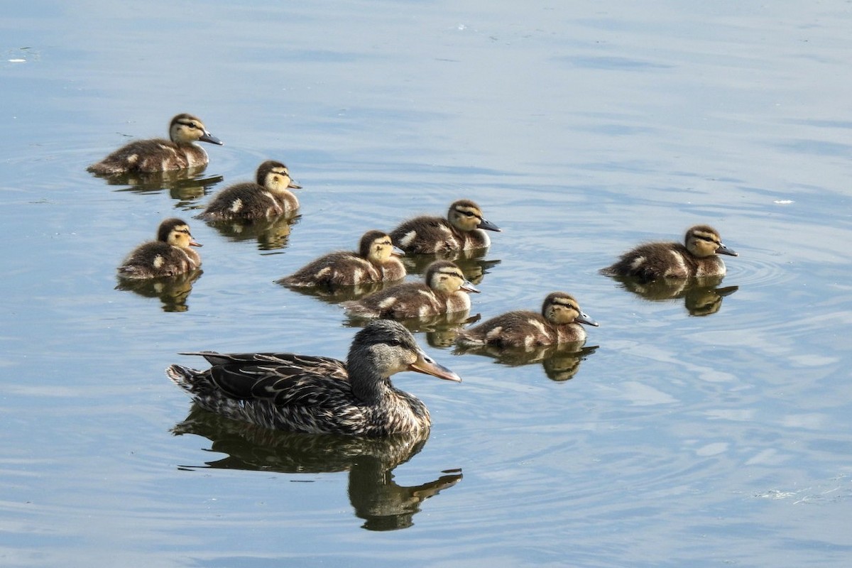 Canard colvert - ML620038956