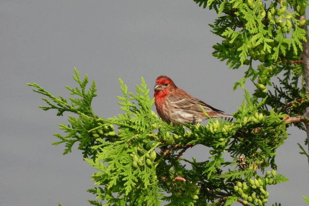 House Finch - ML620038965