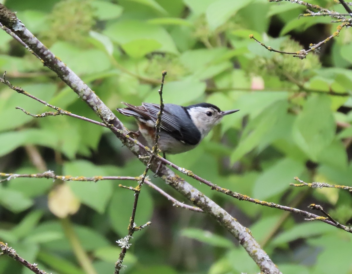 White-breasted Nuthatch - ML620038967
