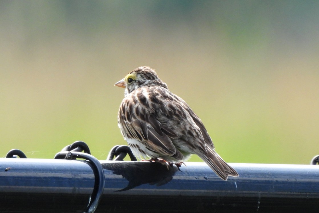 Savannah Sparrow - ML620038972