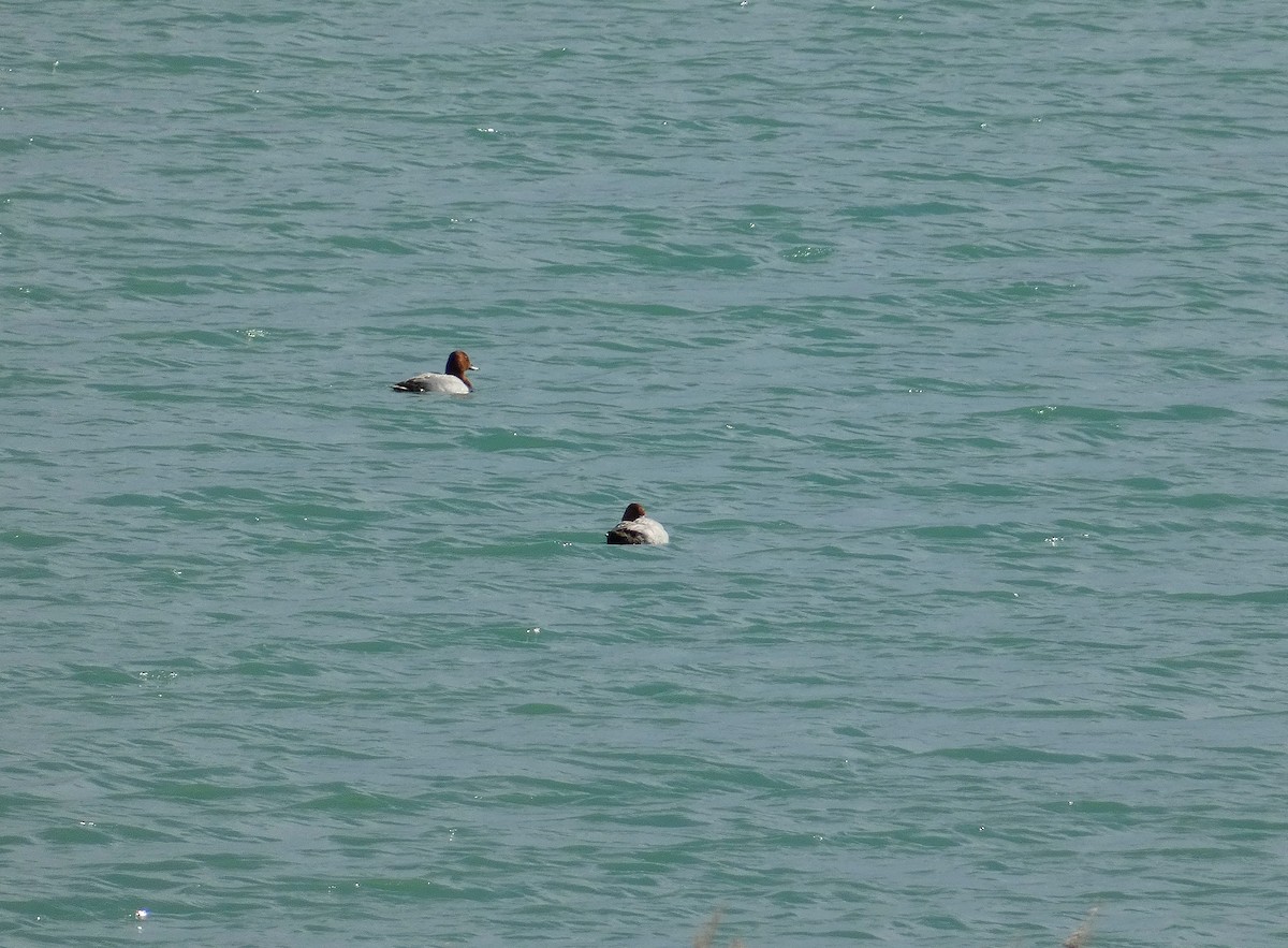 Common Pochard - ML620038976