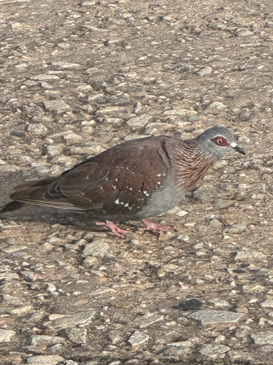 Speckled Pigeon - ML620038990