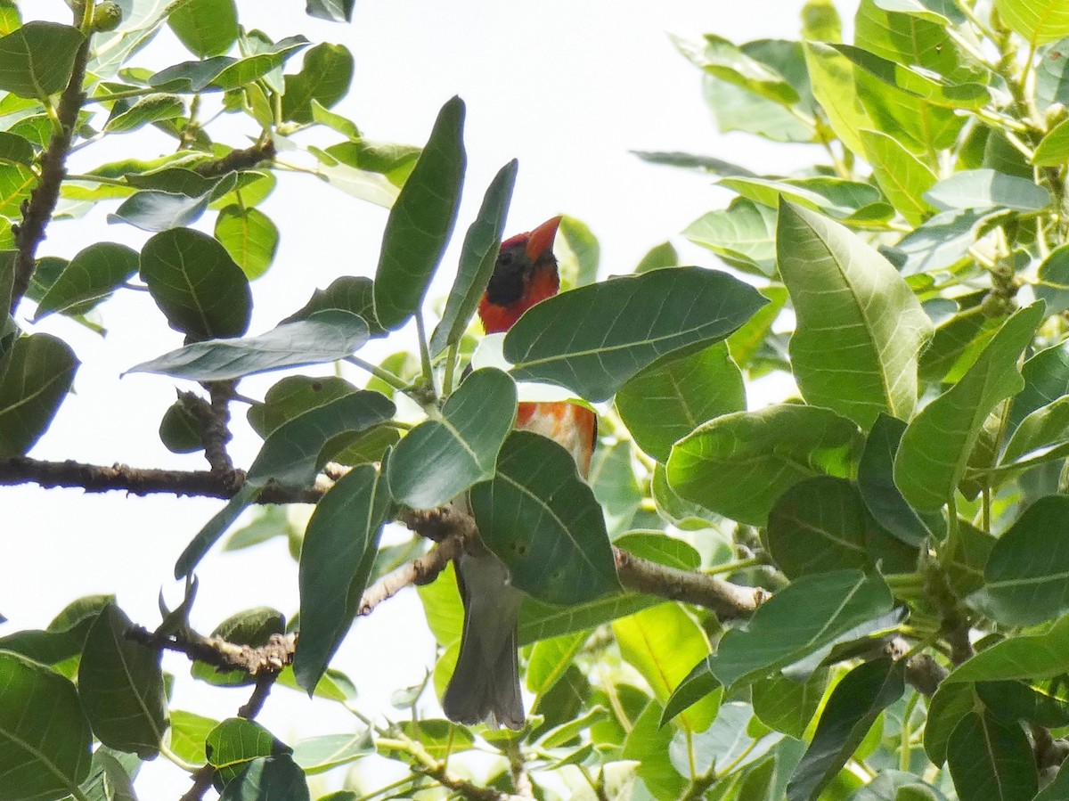 Red-headed Weaver - ML620038996