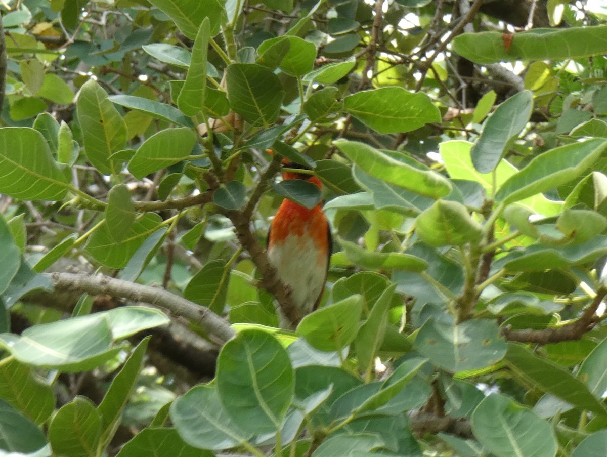 Red-headed Weaver - ML620038997