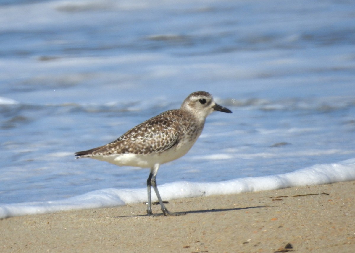 Black-bellied Plover - ML620039002