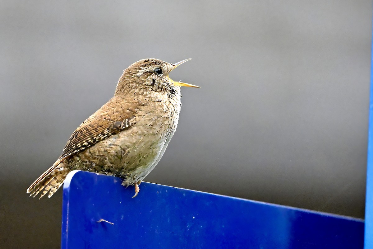 Eurasian Wren (British) - ML620039013