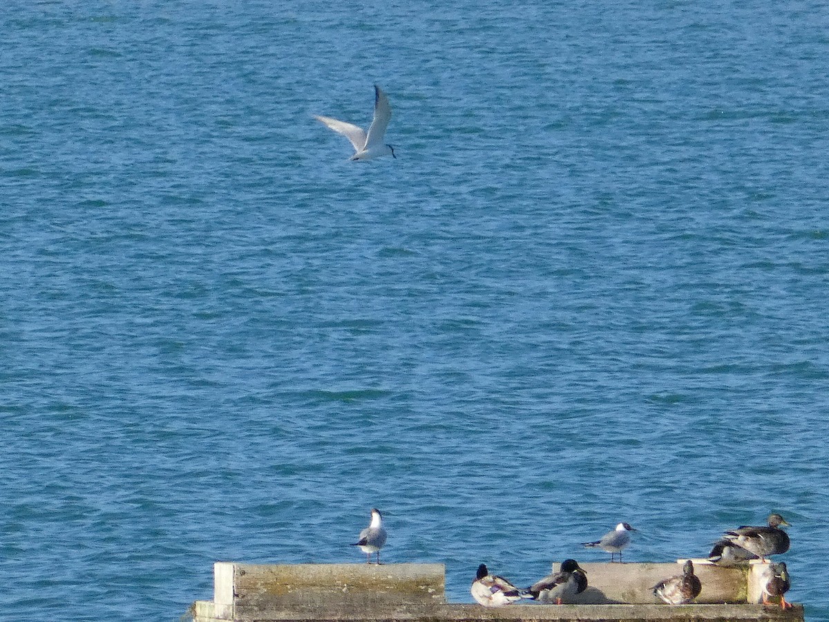 Gull-billed Tern - ML620039021