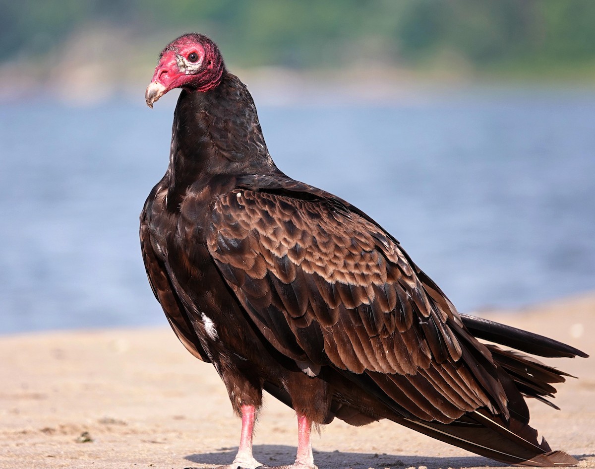 Turkey Vulture - ML620039049